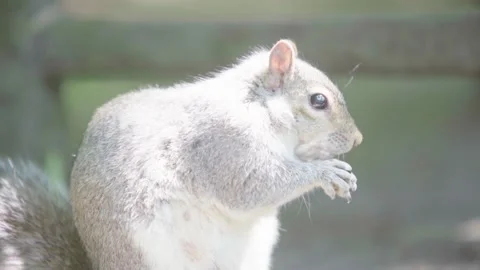 Closeup footage of squirrel in bright sunlight holding and nibbling food Stock Footage 244784946