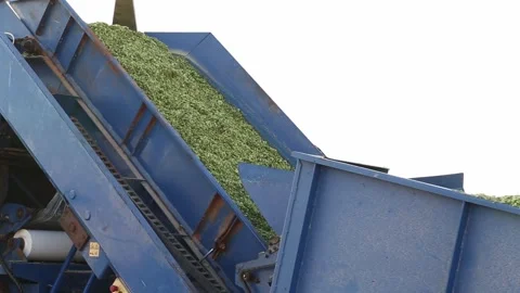 Closeup of a forage harvester unloading chopped silage onto a conveyor belt 스톡 동영상 318831210