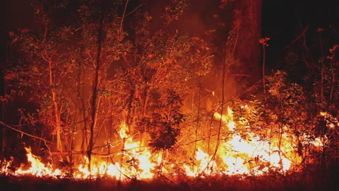 Closeup of forest fire burning, controlled burn forest management Stock Footage 165800368