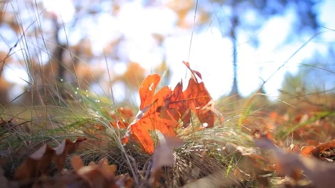 Closeup forest glade with grass and dry leaves in a light of morning sun Stock-Footage 118706682