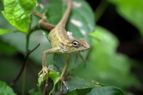 Closeup of forest lizard face to face view. Stock Photos