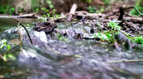 Closeup of a Forest Stream Video stock 35564849