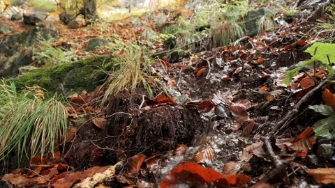 Closeup of forest stream with moss, fallen autumn leaves and stones on bank. Stock Footage 324961066