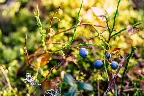Closeup of Forest Vegetation with Grass, Blueberries and Foliage 写真素材