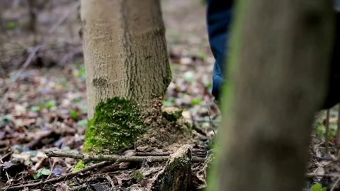 Closeup forest Woodworker is using a chainsaw to cut a tree trunk, Tree trunk is Stock Footage 336569937