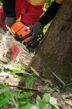 Closeup of forestry worker cutting through a tree with chainsaw Stock Photos