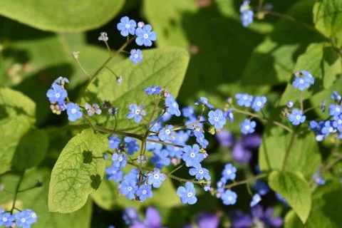 Closeup of Forget- Me- Not or Myosotis sylvatica, little blue and purple flowers Stock Photos