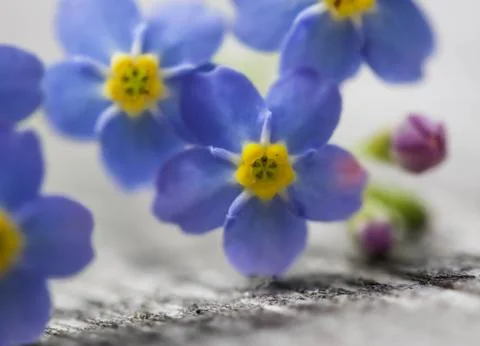 Closeup of Forget me not. Stock Photos