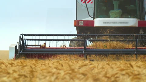 Closeup of the fork of combine harvester driving through field harvesting wheat Stock Footage 140380480