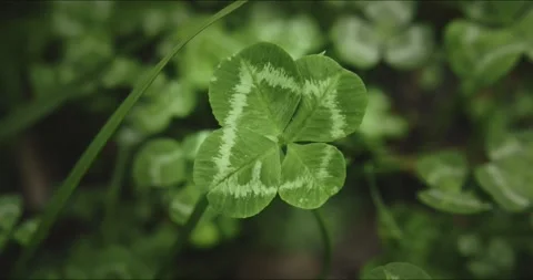 Closeup of a fourleaf clover in its natural environment, a symbol of luck and Stock Footage 277596687