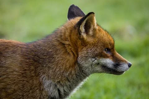 Closeup of a fox displaying sharp instincts and charm Foto stock