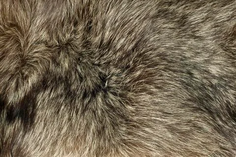 Closeup of fox fur Stock Photos