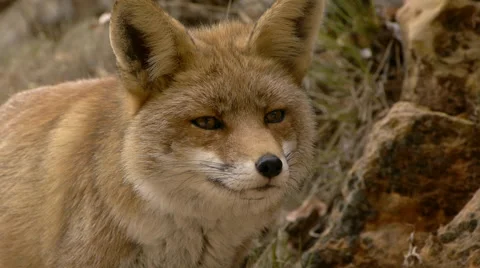 Closeup of fox head, watching their prey Stock Footage 56347918