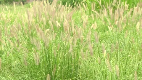 Closeup Of Foxtail Grass Against Blue Sky Stock Footage 320876147