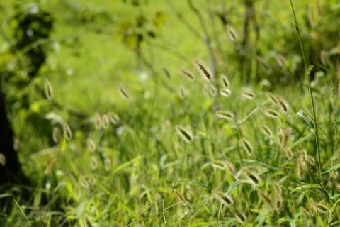 Closeup of foxtails Stock Photos