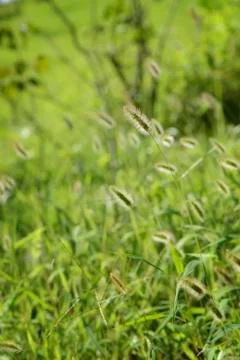 Closeup of foxtails Stock Photos