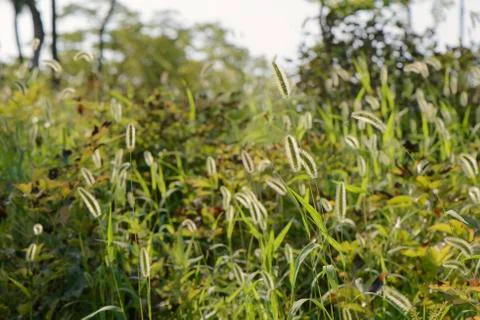 Closeup of foxtails Foto stock