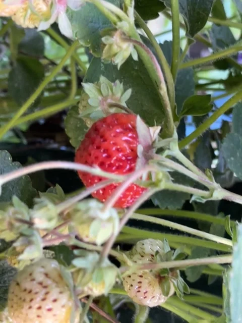 Closeup framberries on growbag Stock Footage 220108311