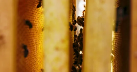 Closeup frames with honeycombs and bees out of hive. A lot of bees are roaming Stock Footage 140415809