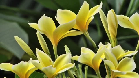 Closeup frangipani flower Stock Footage 156537497