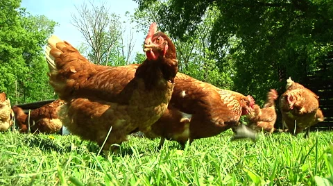 Closeup Free Range Chickens Pecking at the Ground 2 Stock Footage 50480343