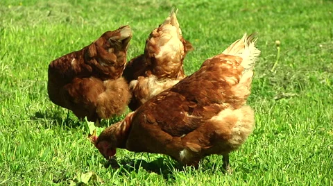 Closeup Free Range Chickens Pecking at the Ground Stock Footage 50481068