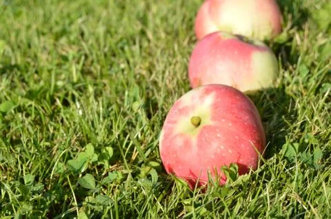 Closeup of fresh apples lying on the grass in the summer garden, the concept  Stock Photos