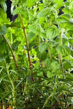 Closeup of fresh basil and thyme 스톡 사진