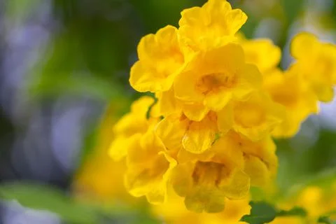 Closeup Fresh Beautiful Yellow elder  flower or Trumpetflower in the garden,  Stock Photos