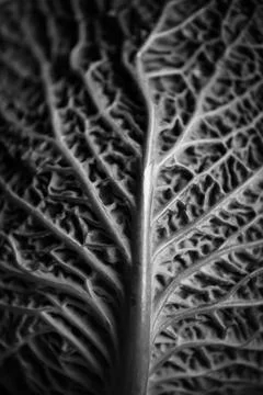 Closeup of fresh cabbage leaf grayscale Stock Photos