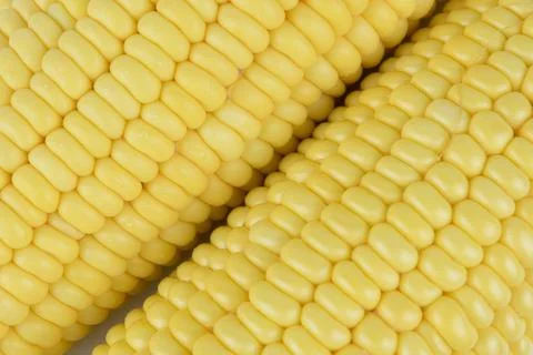 Closeup Fresh Corn background Stock Photos