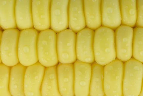 Closeup Fresh Corn background Stock Photos