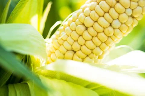 Closeup of fresh corn in a field Stock Photos