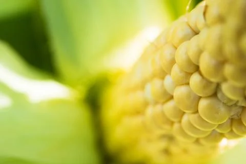 Closeup of fresh corn in a field Stock Photos