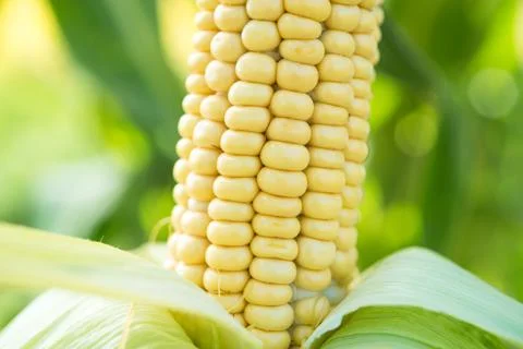 Closeup of fresh corn in a field Stock Photos