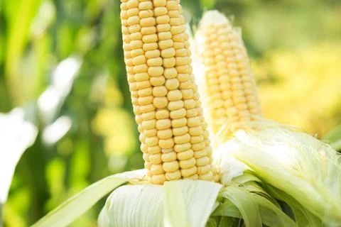 Closeup of fresh corn in a field Stock Photos