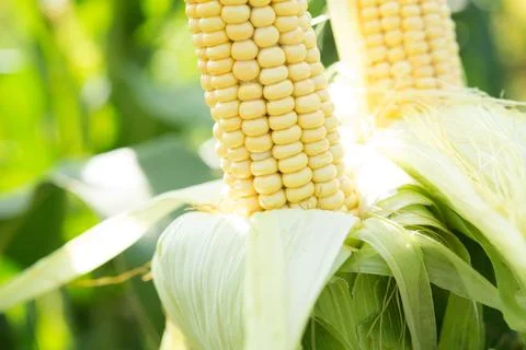 Closeup of fresh corn in a field Stock Photos