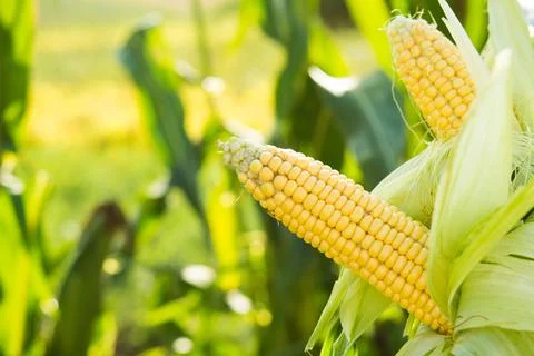 Closeup of fresh corn in a field Stock Photos