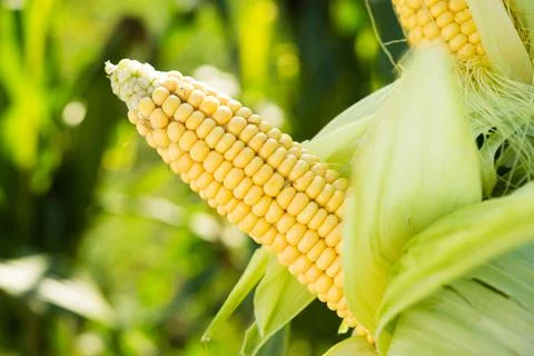 Closeup of fresh corn in a field Stock Photos