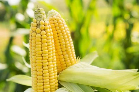 Closeup of fresh corn in a field Stock Photos