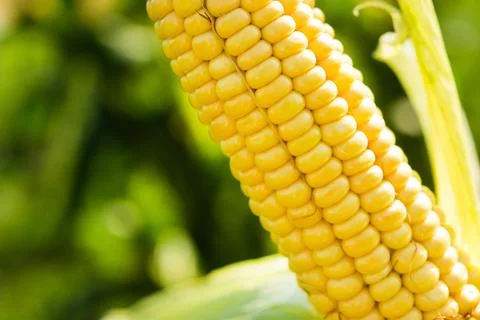 Closeup of fresh corn in a field Stock Photos