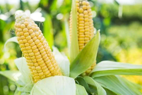 Closeup of fresh corn in a field Stock Photos