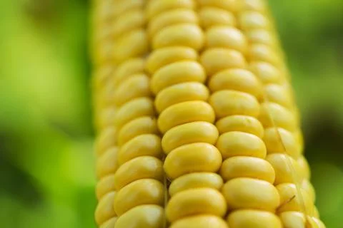 Closeup of fresh corn in a field Stock Photos