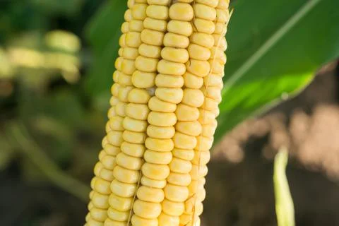 Closeup of fresh corn in a field Stock Photos