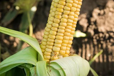 Closeup of fresh corn in a field Stock Photos