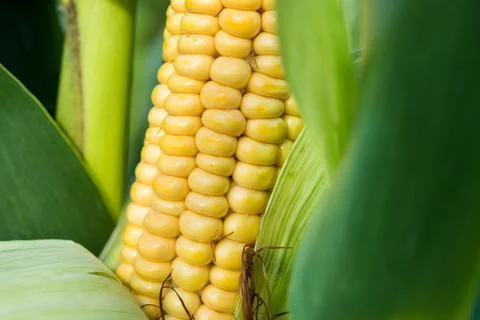 Closeup of fresh corn in a field Stock Photos