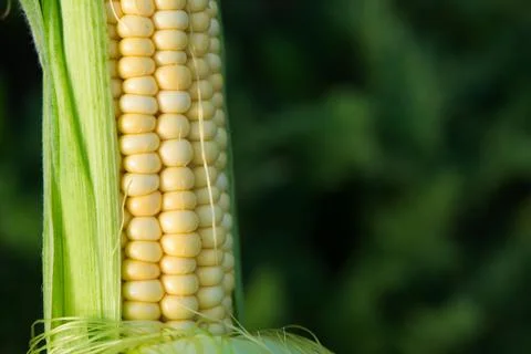 Closeup of fresh corn in a field Stock Photos