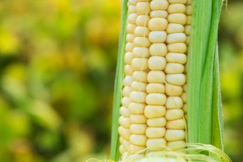 Closeup of fresh corn in a field Stock Photos