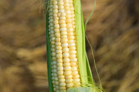 Closeup of fresh corn in a field Stock Photos