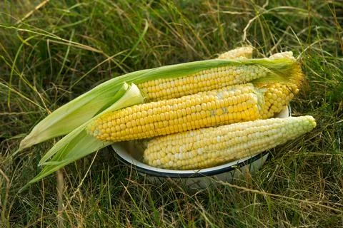 Closeup of fresh corn in a field Stock Photos